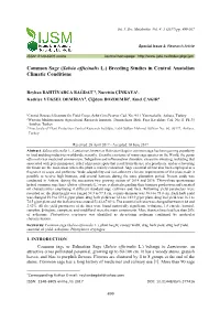 Common Sage (Salvia Officinalis L.) Breeding Studies in Central Anatolian Climatic Conditions