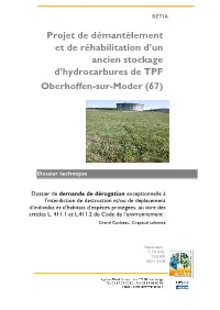 Dep Oberhoffensurmoder Tpf 2