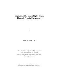 Expanding the Uses of Split-Intein Through Protein Engineering