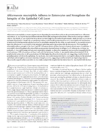 Akkermansia Muciniphila Adheres to Enterocytes and Strengthens the Integrity of the Epithelial Cell Layer Downloaded From