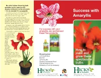 Amaryllis Handout.Indd