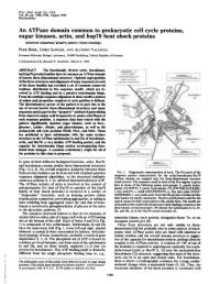 An Atpase Domain Common to Prokaryotic Cell Cycle Proteins