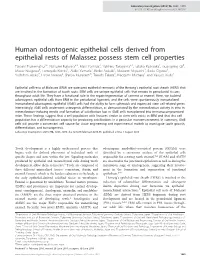 Human Odontogenic Epithelial Cells Derived from Epithelial Rests Of