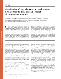 Visualization of Early Chromosome Condensation: a Hierarchical Folding, Axial Glue Model of Chromosome Structure