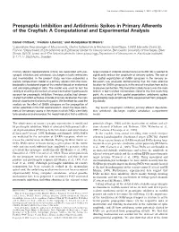 Presynaptic Inhibition and Antidromic Spikes in Primary Afferents of the Crayﬁsh: a Computational and Experimental Analysis