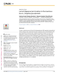 Larval Diapause Termination in the Bamboo Borer, Omphisa Fuscidentalis