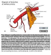 Branches of Axillary Artery for PDF 13.5.11