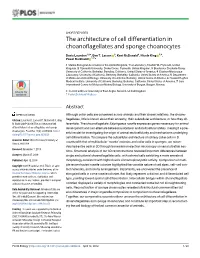 The Architecture of Cell Differentiation in Choanoflagellates and Sponge Choanocytes