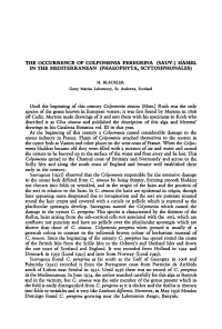Sauv.) (Phaeophyta, Scytosiphonales