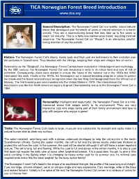 TICA Norwegian Forest Breed Introduction