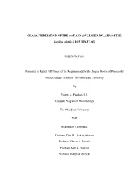 CHARACTERIZATION of the Metk and Yitj LEADER Rnas from THE