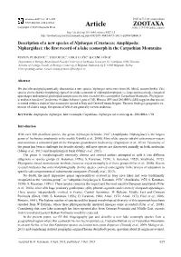 Description of a New Species of Niphargus (Crustacea: Amphipoda: Niphargidae): the First Record of a Lake Ecomorph in the Carpathian Mountains