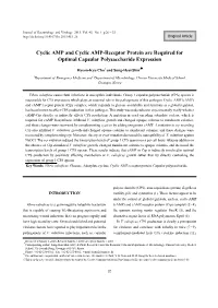 Cyclic AMP and Cyclic AMP-Receptor Protein Are Required for Optimal Capsular Polysaccharide Expression