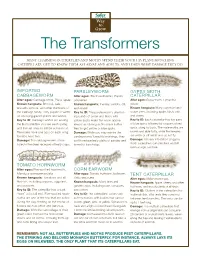 The Transformers