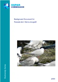 Background Document for Roseate Tern (Sterna Dougallii)
