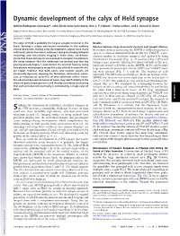 Dynamic Development of the Calyx of Held Synapse