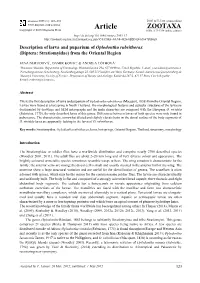 Description of Larva and Puparium of Oplodontha Rubrithorax (Diptera: Stratiomyidae) from the Oriental Region