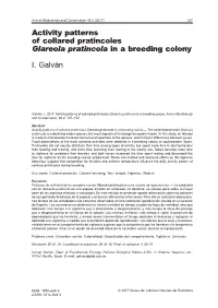 Glareola Pratincola in a Breeding Colony