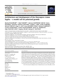 Architecture and Development of the Neurospora Crassa Hypha E a Model Cell for Polarized Growth