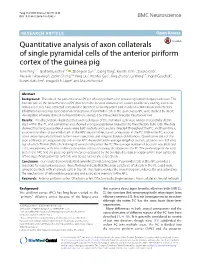 Quantitative Analysis of Axon Collaterals of Single Pyramidal Cells