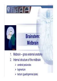 Brainstem: Midbrain
