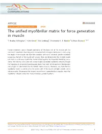 The Unified Myofibrillar Matrix for Force Generation in Muscle