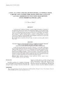 A New Aulacidea Species (Hymenoptera, Cynipidae