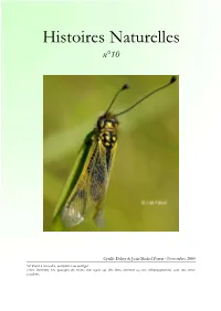 Libelloides Coccajus