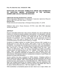Detection of Avocado Sunblotch Viroid and Estimation of Infection Among Accessions in the National Germplasm Collection for Avocado