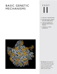 Basic Genetic Mechanisms— the Ways in Which the Cell Maintains, Replicates, Expresses, and Occasionally Improves the Genetic Information Carried in Its DNA
