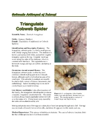 Triangulate Cobweb Spider