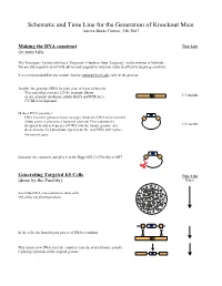 Schematic and Time Line for the Generation of Knockout Mice Aurora Burds Connor, Feb 2007