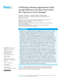 Cell Kinetics During Regeneration in the Sponge Halisarca Caerulea: How Local Is the Response to Tissue Damage?