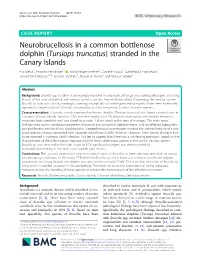 Neurobrucellosis in a Common Bottlenose Dolphin (Tursiops