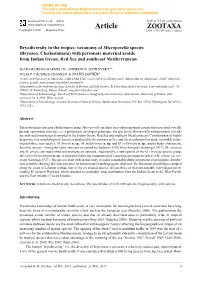 Bryodiversity in the Tropics: Taxonomy of Microporella Species (Bryozoa