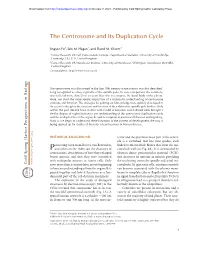 The Centrosome and Its Duplication Cycle
