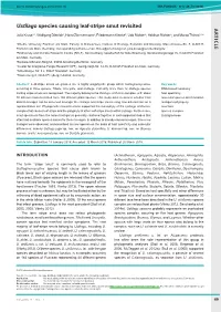 &lt;I&gt;Ustilago&lt;/I&gt; Species Causing Leaf-Stripe Smut Revisited
