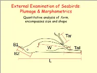 External Examination of Seabirds: Plumage & Morphometrics