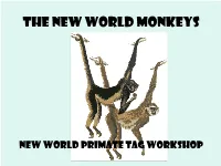 The New World Monkeys