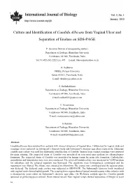 Candida Albicans from Vaginal Ulcer and Separation of Enolase on SDS-PAGE