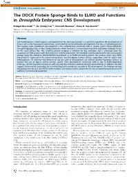 The DOCK Protein Sponge Binds to ELMO and Functions in Drosophila Embryonic CNS Development