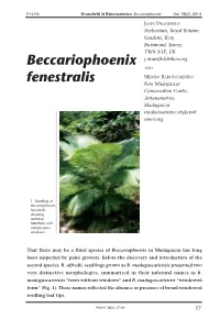 Beccariophoenix Fenestralis Showing Terminal Flabellum with Conspicuous Windows