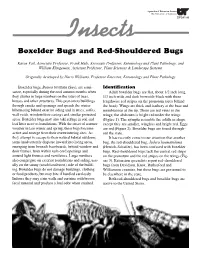 SP341-H Boxelder Bugs and Red-Shouldered Bugs