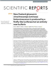 Bioluminescence Is Produced by a Firefly-Like Luciferase but an Entirely