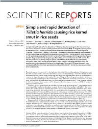 Simple and Rapid Detection of Tilletia Horrida Causing Rice Kernel Smut In
