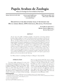 Description of the First Juvenile Stage of the Fiddler Crab Minuca Mordax (Smith, 1870) (Crustacea, Decapoda, Ocypodidae)