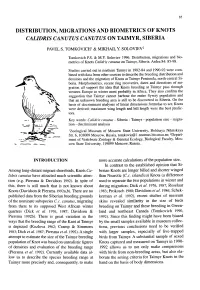 Calidris Canutus Canutus on Taimyr, Siberia