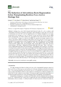 The Induction of Adventitious Roots Regeneration Before Transplanting Rootless Ficus Elastica Heritage Tree