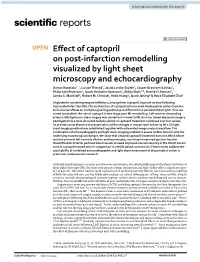 Effect of Captopril on Post-Infarction Remodelling Visualized by Light
