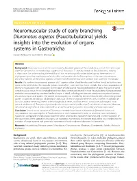 Neuromuscular Study of Early Branching Diuronotus Aspetos